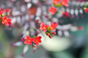 Kalanchoe blossfeldiana Poelln, Kalanchoe blossfeldiana or Flaming Katy or Kalanchoe or CRASSULACEAE or red flower