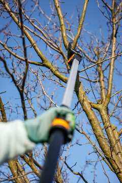 Pruning tree with long telescopic extendable loppers. Gardener cutting branch with pruning shears in orchard