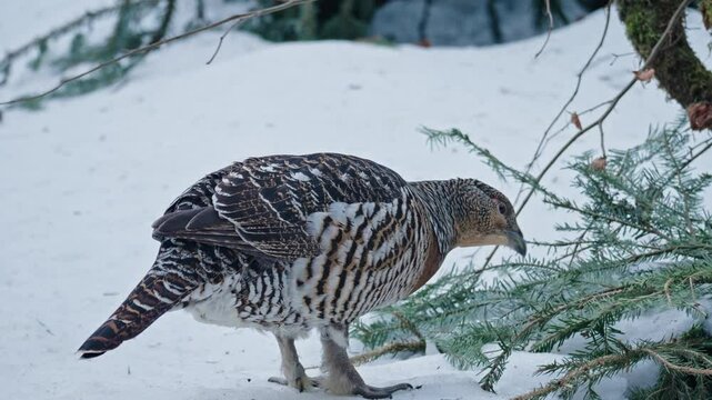 Capercaillie mating season in a snowy forest