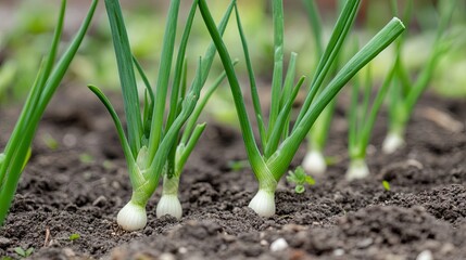Obraz premium Green onions growing in the ground