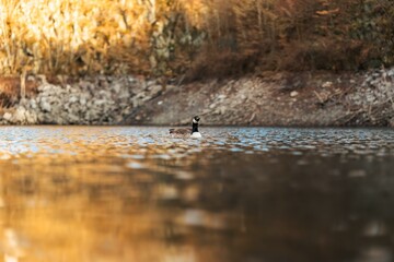 ducks on the lake