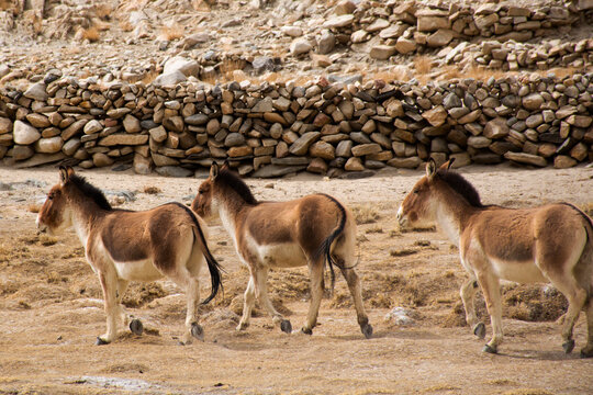 Himalayas mountains and Equus kiang or wild asses eating food at grassland on Diskit Turtok Highway and Pangong lake road while winter season at Leh Ladakh in Jammu and Kashmir, India
