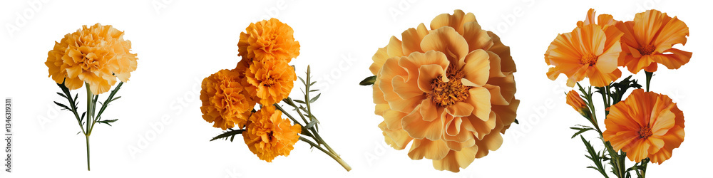 Aufkleber isolated marigold flower on transparent background made with generative ai technology