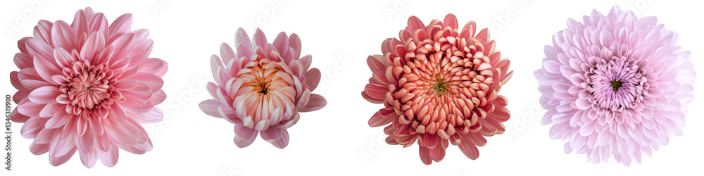 Poster isolated on a transparent background, a pink chrysanthemum has been generated using stock technology