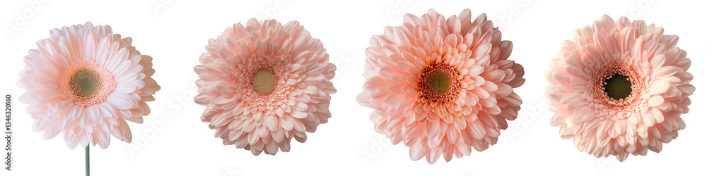 Poster on a transparent background, a pink gerbera flower is shown in isolation, generated using ai technol
