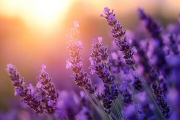 Fototapeta premium Sunlit lavender blooms in a vibrant field at sunset.