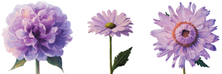 On a transparent background a purple daisy was generated by stock