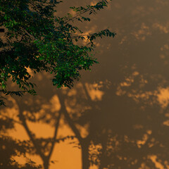 Beautiful various leaves