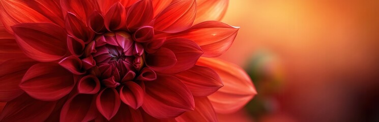 Close-up of a vibrant red dahlia in soft orange light.