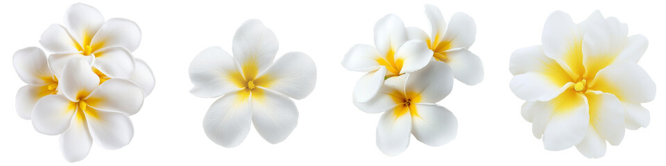 Fototapeta premium Generative ai is used to create an image of a frangipani flower isolated on a transparent background