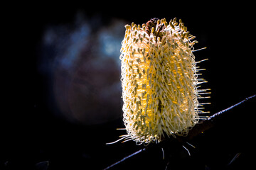 Banksia morning