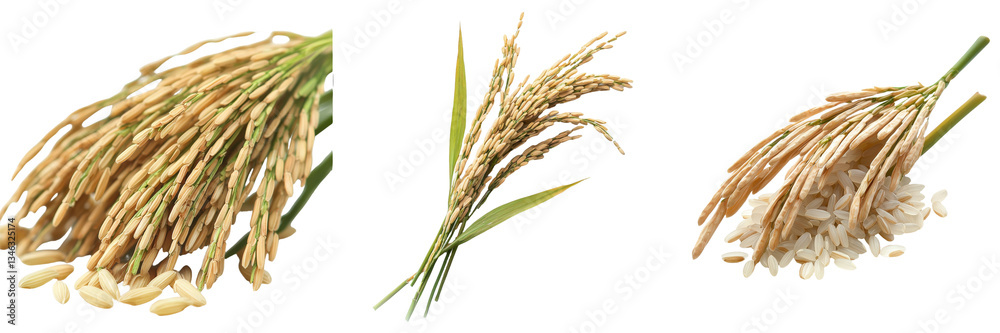 Poster On a transparent background, an stock system has generated an image of isolated ears of rice