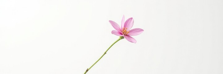 Single isolated flower stem on white background, isolated, stem
