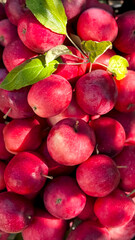 Vibrant red apples with green leaves in sunlight