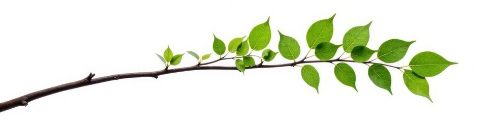 Obraz premium Single isolated tree branch on white background, isolation, greenery