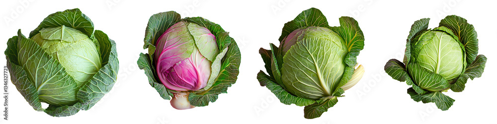 Poster on a transparent background, a fresh green cabbage is depicted in isolation, courtesy of generative 