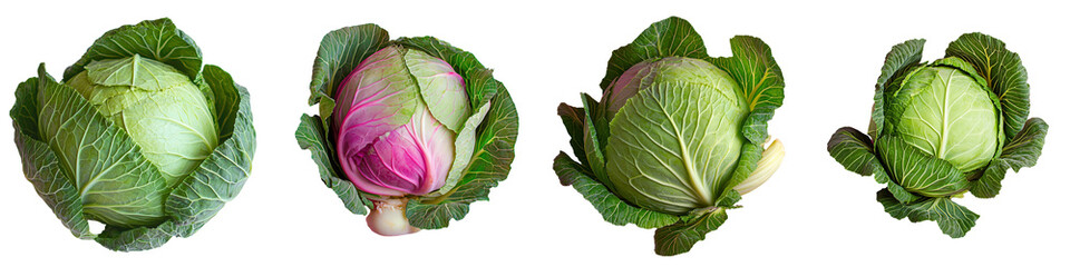 Obraz premium On a transparent background, a fresh green cabbage is depicted in isolation, courtesy of Generative Ai