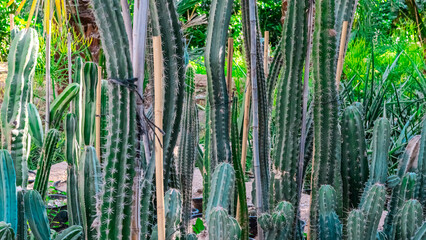 Tall cacti and palm trees grow against a volcanic stone wall in Tenerife, showcasing lush green...