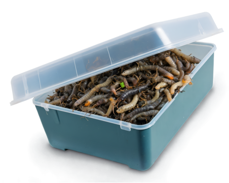 Close Up View of a Bait Container Filled with Live Worms for Fishing