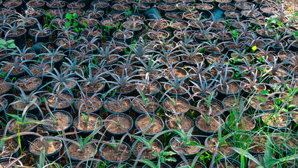 Inside the nursery farm, with Asia plant and fruit.