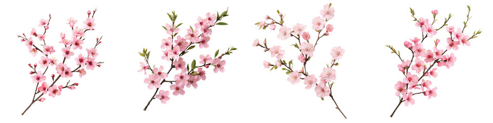 Obraz premium Beautiful fragrant spring blossom branches with soft pink flowers in full bloom showcasing the vibrant and enchanting beauty of nature s seasonal renewal