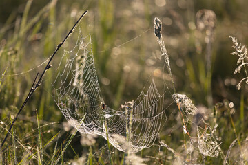 Large web with a spider on a blade of grass in the morning in the fog close up