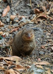 Mongoose in natural habitat