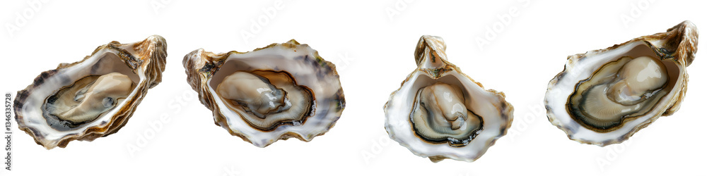 Aufkleber An isolated oyster shell on a clear background generated by Generative Ai