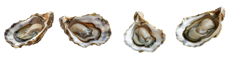 An isolated oyster shell on a clear background generated by Generative Ai