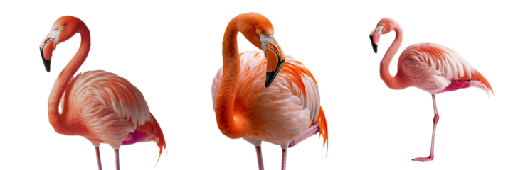 On a transparent background, a flamingo stands in isolation, an image generated by Generative Ai