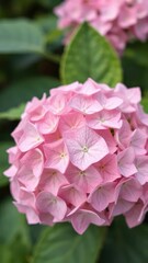 Obraz premium Delicate hydrangea blooms in soft pink hue against gentle green foliage, hydrangea, blossom