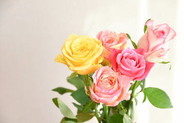 カラフルな薔薇