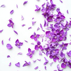 Delicate purple flower petals scattered on a soft white background, colorful, flowers, botanical