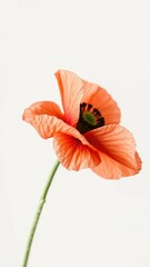 Fototapeta premium Delicate poppy petals on a slender stem with subtle texture, background, white, poppy