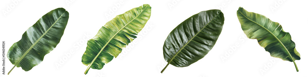 Poster Isolated fresh banana leaf on transparent background made with Generative Ai technology