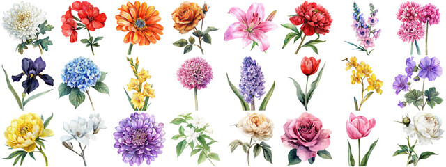 Watercolor flower set isolated background. Various floral collection of nature blooming flower clip...