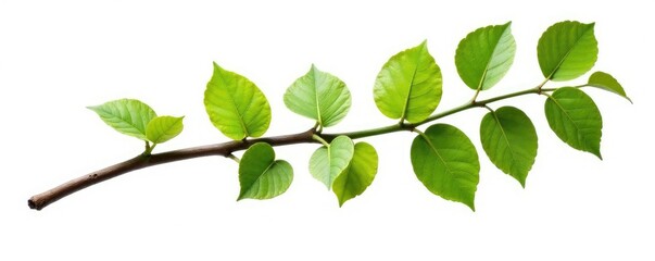 Fototapeta premium Single isolated tree branch on white background, green, wood