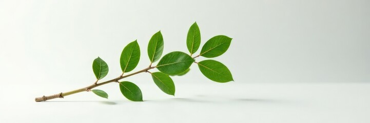 Fototapeta premium Single isolated tree branch on white surface with subtle texture, isolated, surface