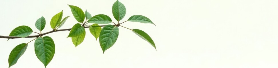 Naklejka premium Single large branch with broad leaves isolated on white background, tree limb, tree branch