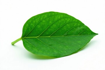 Obraz premium Single large leaf isolated on white background, botanical, leaf veins, simplicity