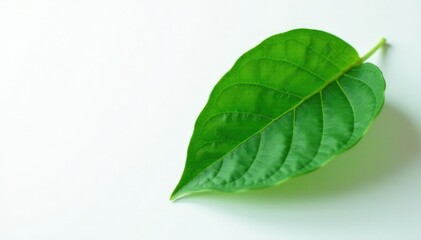 Obraz premium Single large leaf on white background with subtle veins, foliage, photograph, plant
