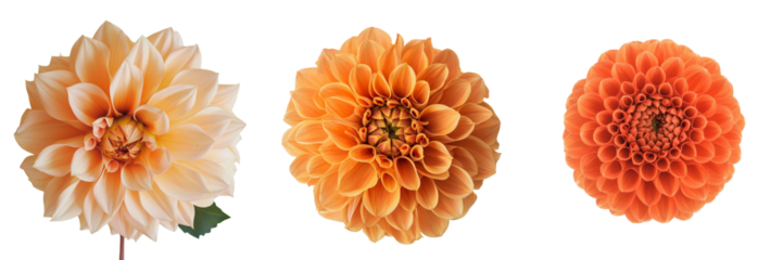 An image of an orange dahlia flower isolated on a transparent background was generated using Generative Ai