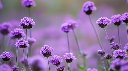 Obraz premium Beautiful violet verbena field in full bloom, creating a soft, colorful, and vibrant floral background with delicate purple flowers and green stems, symbolizing nature, beauty, and tranquility