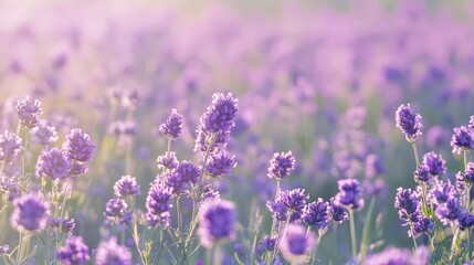 Fototapeta premium Beautiful violet verbena field in full bloom, creating a soft, colorful, and vibrant floral background with delicate purple flowers and green stems, symbolizing nature, beauty, and tranquility