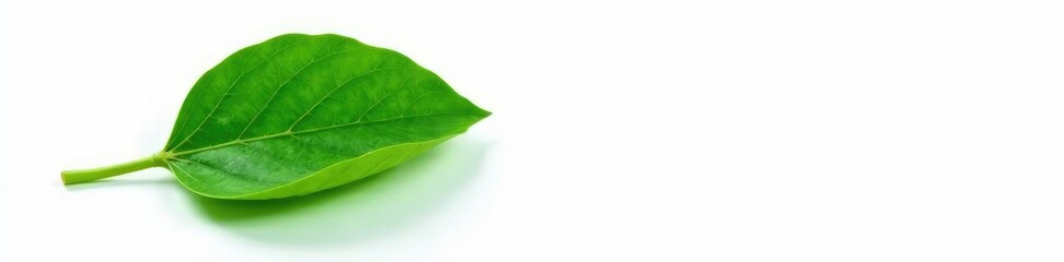 Obraz premium Single leaf isolated on white background with veins, leaves, botanicals