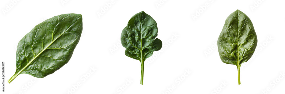Aufkleber Generative Ai has generated an image of an isolated spinach leaf on a transparent background