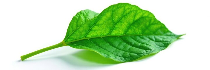 Single leaf with intricate veins isolated on white background, greenery, flower