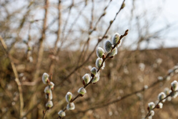 The photograph captures a close-up of willow branches with fluffy buds. The buds have a light gray color with green hues, indicating the beginning of spring.