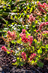 Rumex vesicarius pertenece a la familia de Polygonaceae.