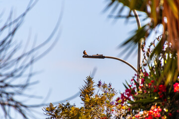 Falco tinnunculus pertenece a la familia de Falconidae.